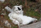 043 SbraGatto.JPG